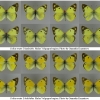 colias erate hyaloides volg3 